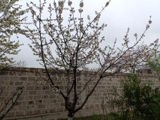 Kalachi guest house Armenia - Yerevan - 1