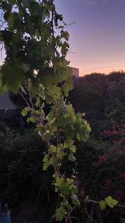 Le jardin d'habiba - 4