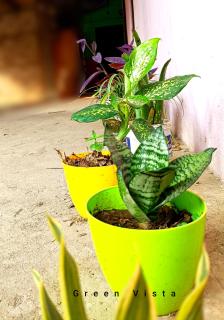 Green Vista Homestay - Silchar - 4