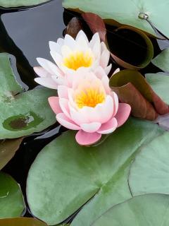 Overdale Luxury Spa Suite -  - 9