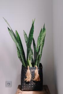 Lily house kedungu - 6