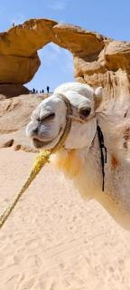Hakon Matata Wadi Rum Jeep Tours Camp - Wadi Rum - 8