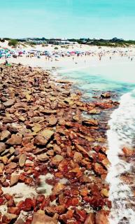Seal Point Gem - Cape St Francis - 1