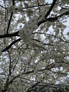 EcoCottage Didi Mindori - Borjomi - 6