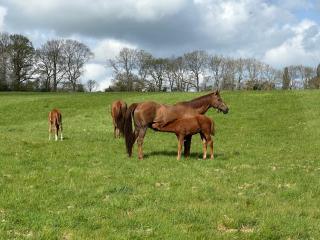 Au Milieu des Haras - Saint-Pierre-Azif - 4
