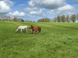 Au Milieu des Haras - Saint-Pierre-Azif - 5