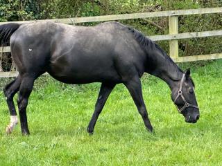 Au Milieu des Haras - Saint-Pierre-Azif - 7