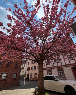 Wertheimer Gasthaus Hotel & Restaurant - Wertheim - 7