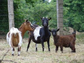 Gîte des Sabots - 2