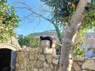 Casa Soraia nell'isola dei sogni - Mali Lošinj - 8