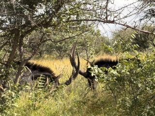 Ndefu Self Catering Accommodation - 6