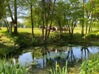 Chevaux d'Asie 22pers jacuzzi billard babyfoot - Notre-Dame-de-Cenilly - 6