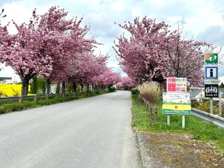 Chambre avec cuisine à la campagne au calme - Cléguérec - 8