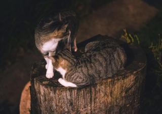 Natural - cabin, 30 min Fortuna, wifi 200mb - San Pedro - 8