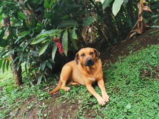 Natural - cabin, 30 min Fortuna, wifi 200mb - San Pedro - 7