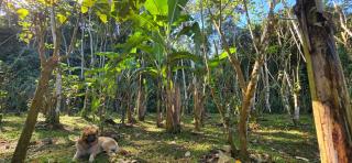 Jungle Oasis w River, Hammocks and Made-to-Order Cuisine - Savegre - 5