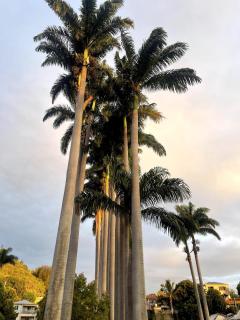 Ô Jardin Suspendu - Entre-Deux Centre - 4
