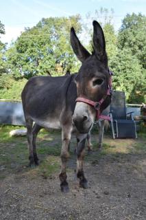 Eselstall Frieder - 9