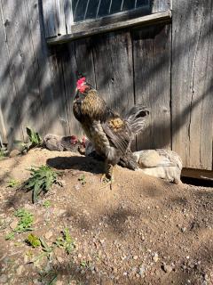 Fingerlakes farm with goats & chickens - Auburn - 4