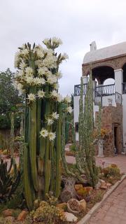 Villa Contessa - Beaufort West - 6