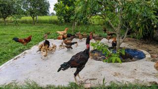LOOP Farm - - 7