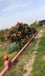 Une très belle ferme juste magnifique - Oujda - 3