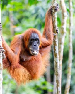 Explore Sumatra's Wonders - 5