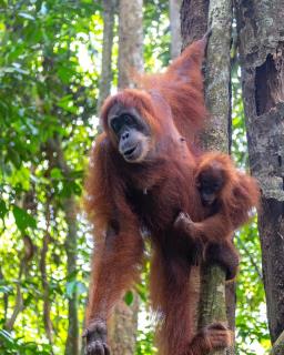 Explore Sumatra's Wonders - Bukit Lawang - 1