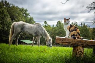 Aux 40 Écus - Biloba - 1