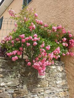Casa Nonna tra i Ulivi, in a small village in the Ligurian countryside - Casanova Lerrore - 2
