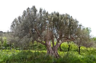 Agriturismo Rajata - Bagheria - 2