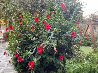 Ioanna Apartments - 8