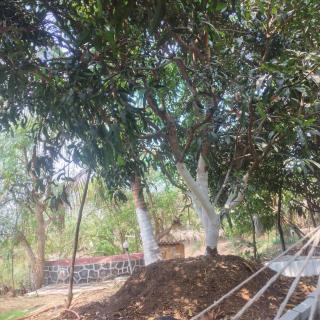 Green heaven - Alibaug - 1