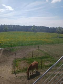 Wohnung mit Ausblick - Ravensburg - 8