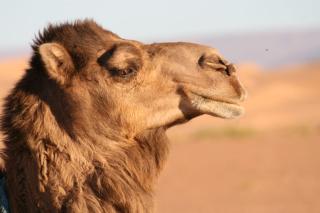 Mhamid Sahara Camp - Le Chant Du Sable - Mhamid - 8