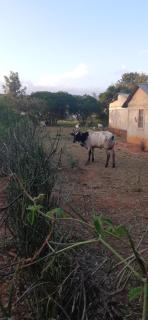 Fridah village - - 4