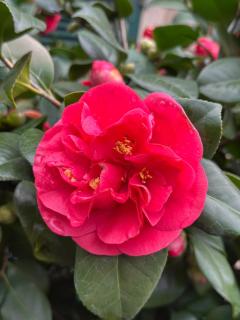 La Camelia - La Spezia - 9