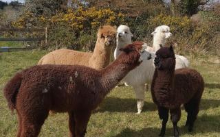 Peaceful tranquil Alpaca Farm - 6