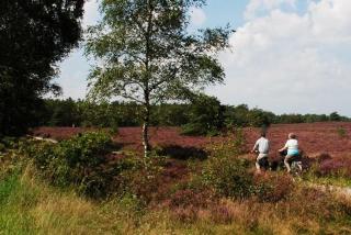 Verblijf in de Veluwe met Privé sanitair LL54 - 6