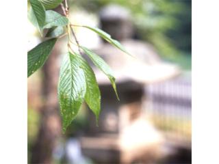 Chuseikan - Vacation STAY 34512v - 2