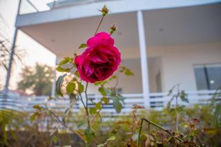 Luxurious 4BHK Farmhouse Retreat with Private Pool - Noida - 1