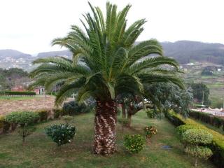 Pantín, Surf and Garden with BBQ - Valdoviño - 8