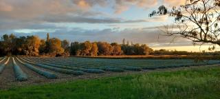 Les Chênes verts - Valréas - 7