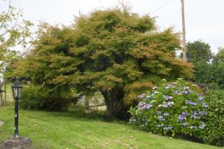 Chambres et table d'hôtes du Vieil Hêtre - 3
