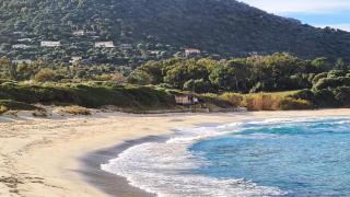 Palmier - Corbara - 1