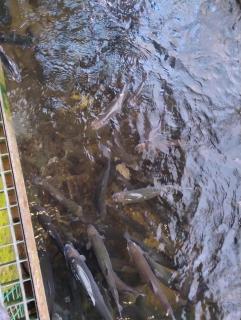 Altana letnia nr5 - Herbergerówka Agroturystyka na wsi - 2