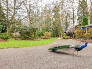 Woodpeckers - 8