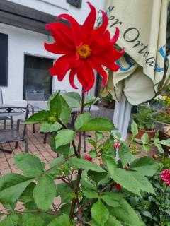 Gasthaus & Pension Bracki gusti - Baden-Baden - 6