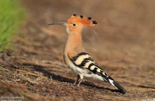 Modern villa - children's secure pool garden - 9