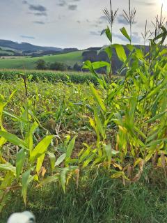 Lui's Ferienwohnung - 4